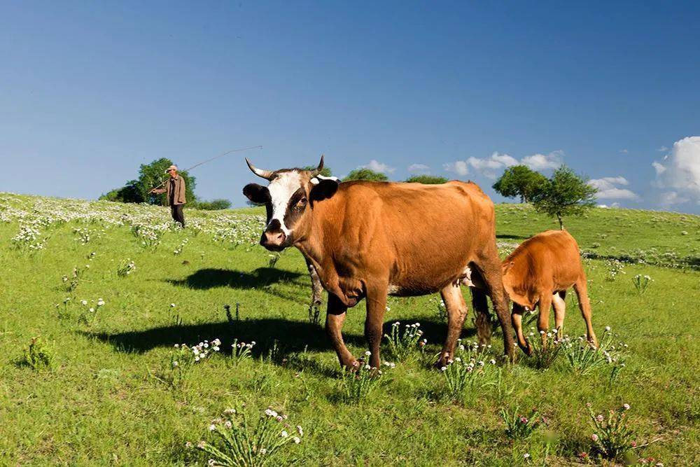 普旺獸藥 養(yǎng)牛補(bǔ)貼